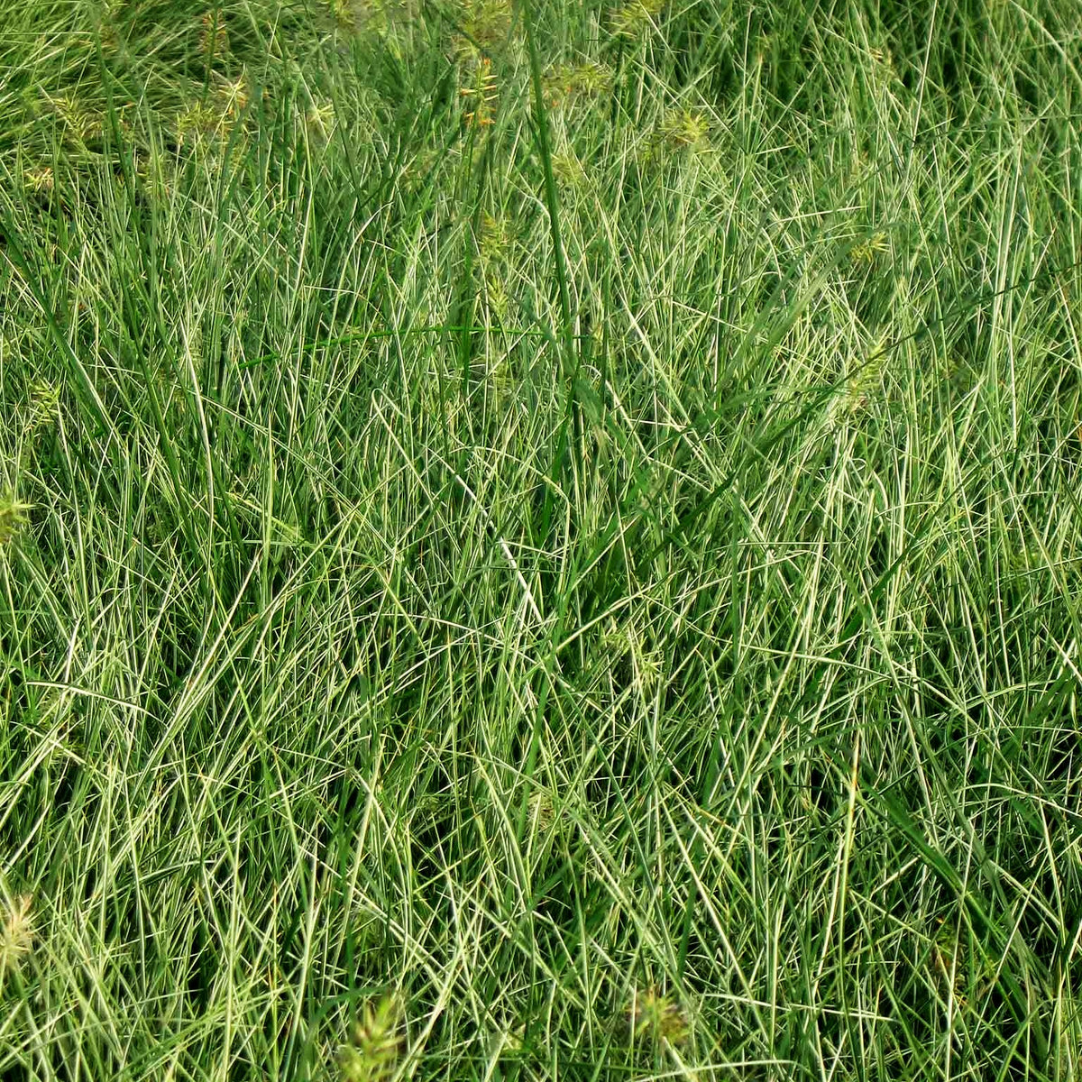 Zwerg-Lampenputzergras 'Little Honey' (Pennisetum alopecuroides)