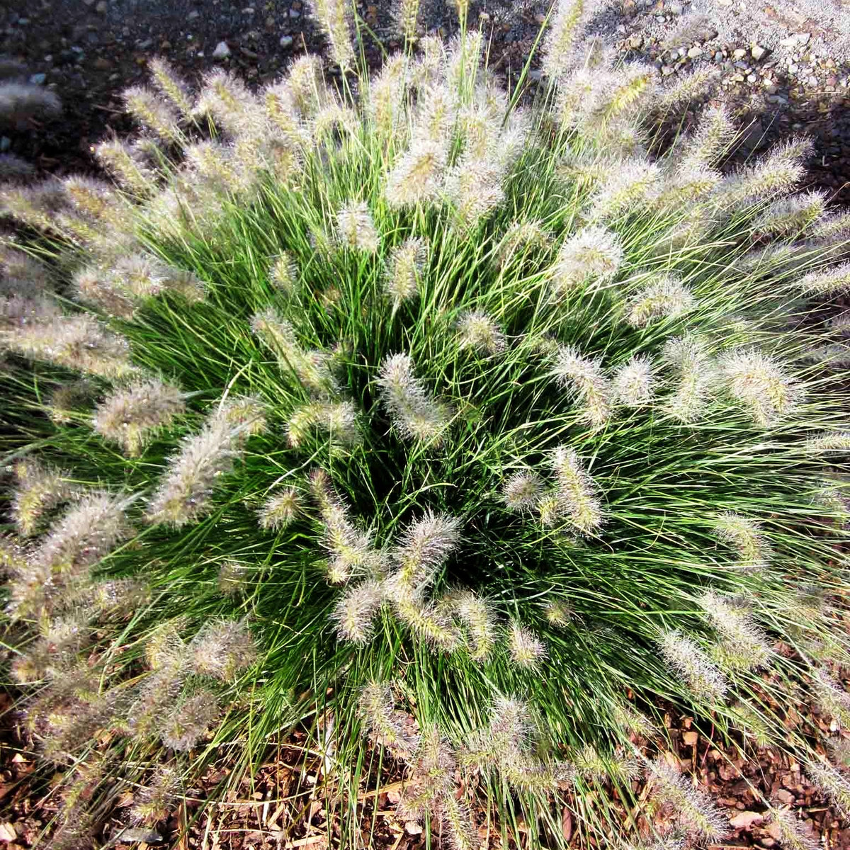 Zwerg-Lampenputzergras 'Little Honey' (Pennisetum alopecuroides)