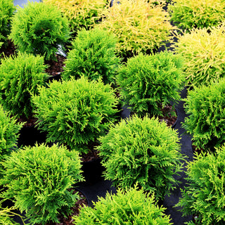Zwerg-Lebensbaum 'Danica' (Thuja occidentalis)