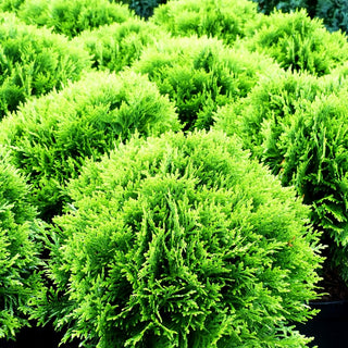 Zwerg-Lebensbaum 'Danica' (Thuja occidentalis)