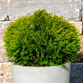 Zwerg-Lebensbaum 'Danica' (Thuja occidentalis)