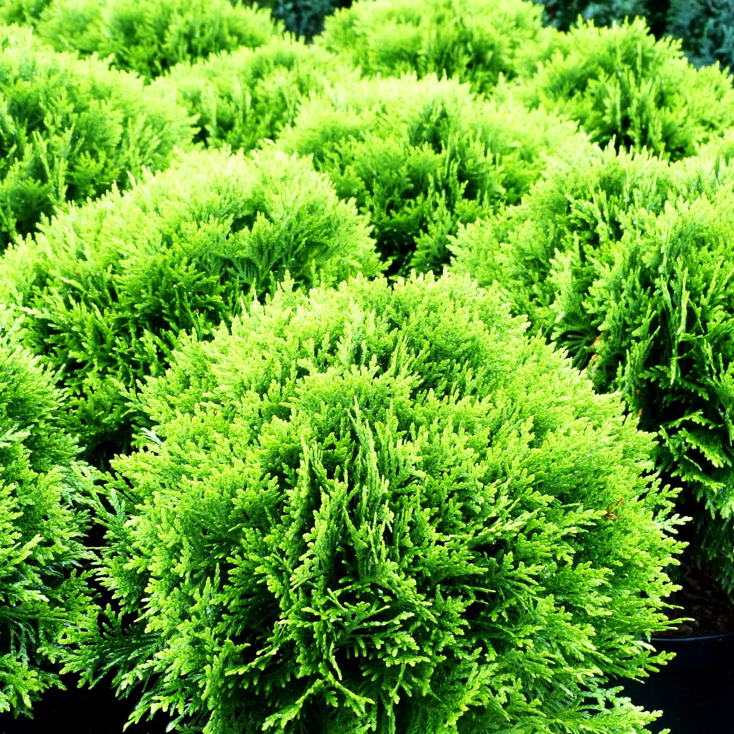 Zwerg-Lebensbaum 'Danica' (Thuja occidentalis)