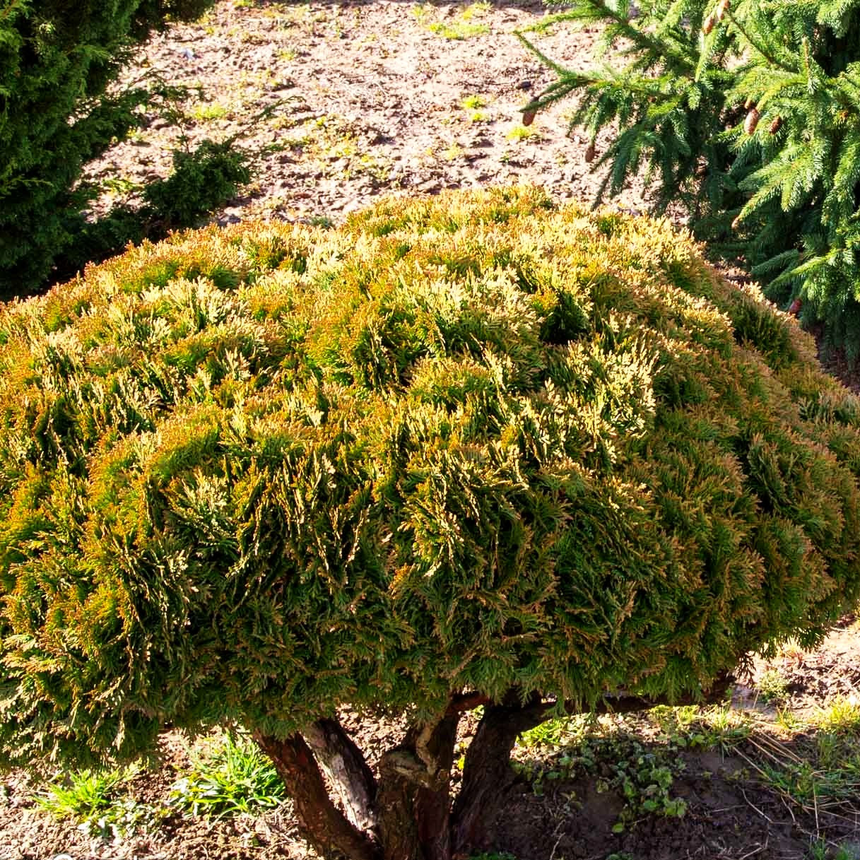 Zwerg-Lebensbaum 'Danica' (Thuja occidentalis)