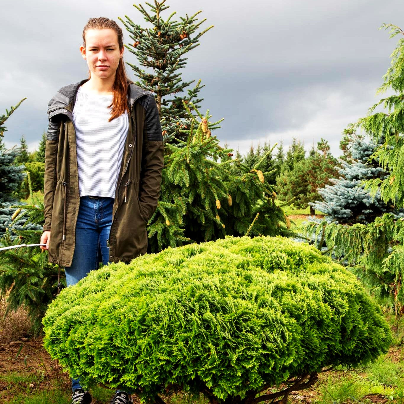 Zwerg-Lebensbaum 'Danica' (Thuja occidentalis)