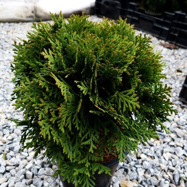 Zwerg-Lebensbaum 'Danica' (Thuja occidentalis)