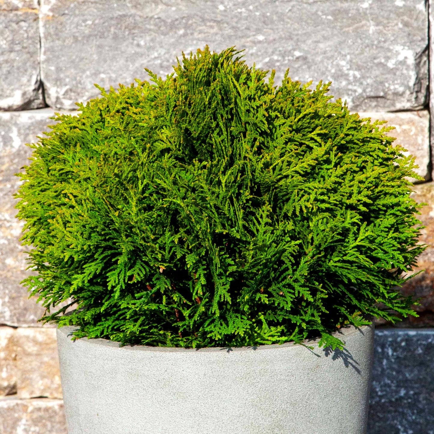 Zwerg-Lebensbaum 'Danica' (Thuja occidentalis)