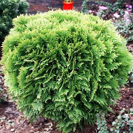 Zwerg-Lebensbaum 'Danica' (Thuja occidentalis)