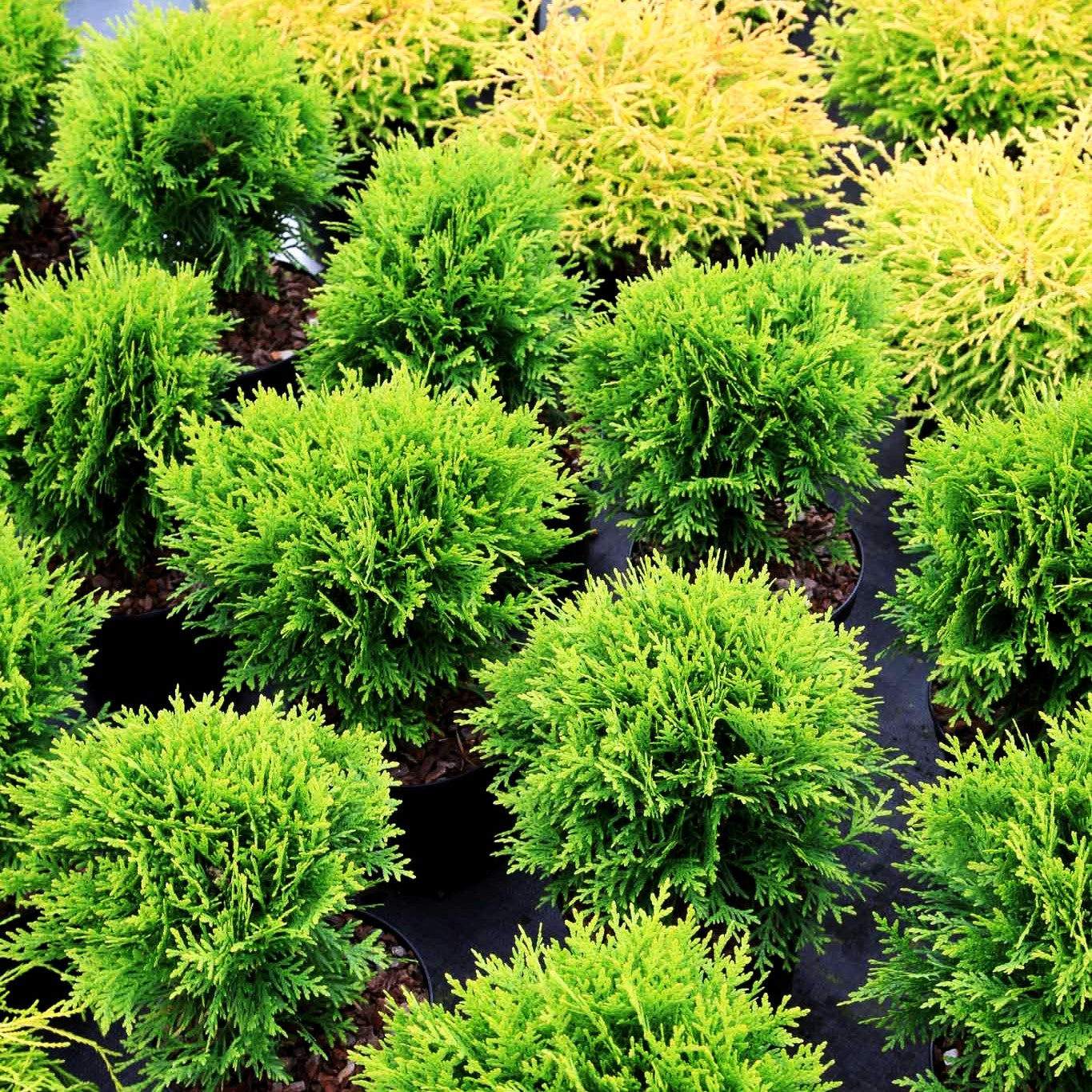 Zwerg-Lebensbaum 'Danica' (Thuja occidentalis)