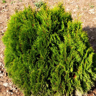 Zwerg-Lebensbaum 'Miky' (Thuja occidentalis)