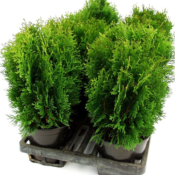 Zwerg-Lebensbaum 'Miky' (Thuja occidentalis)