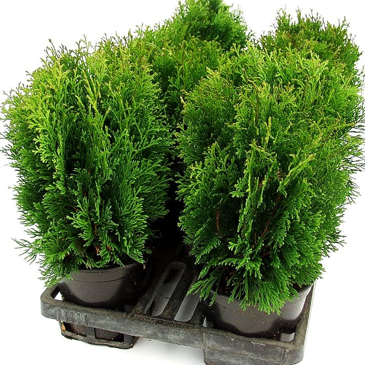 Zwerg-Lebensbaum 'Miky' (Thuja occidentalis)