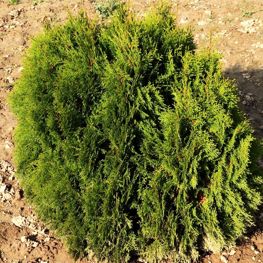 Zwerg-Lebensbaum 'Miky' (Thuja occidentalis)