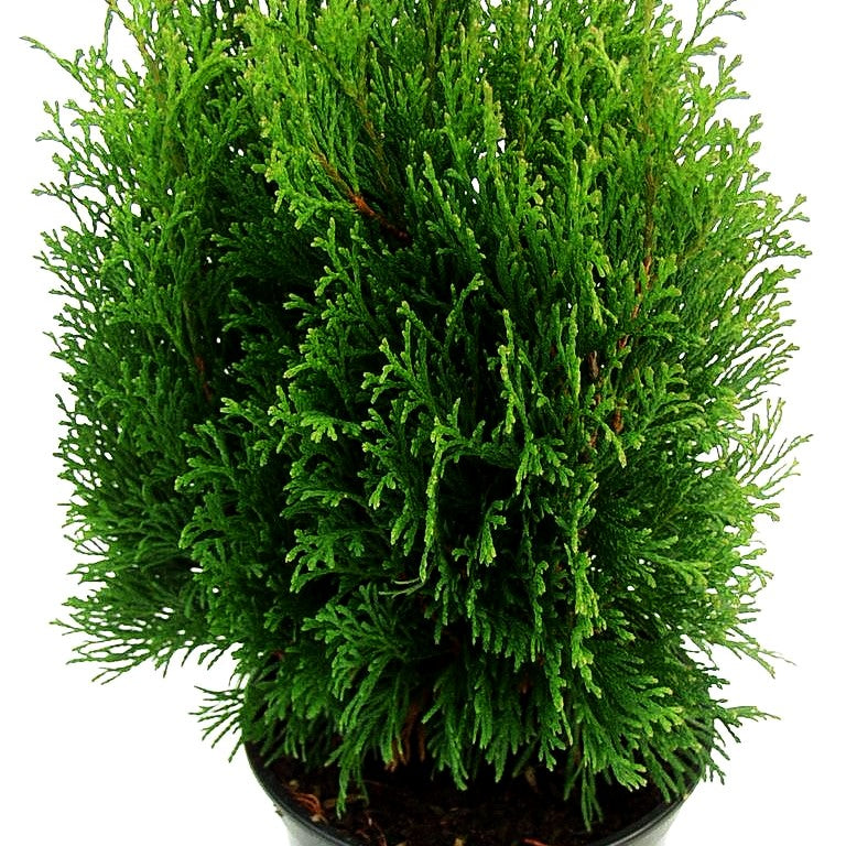 Zwerg-Lebensbaum 'Miky' (Thuja occidentalis)