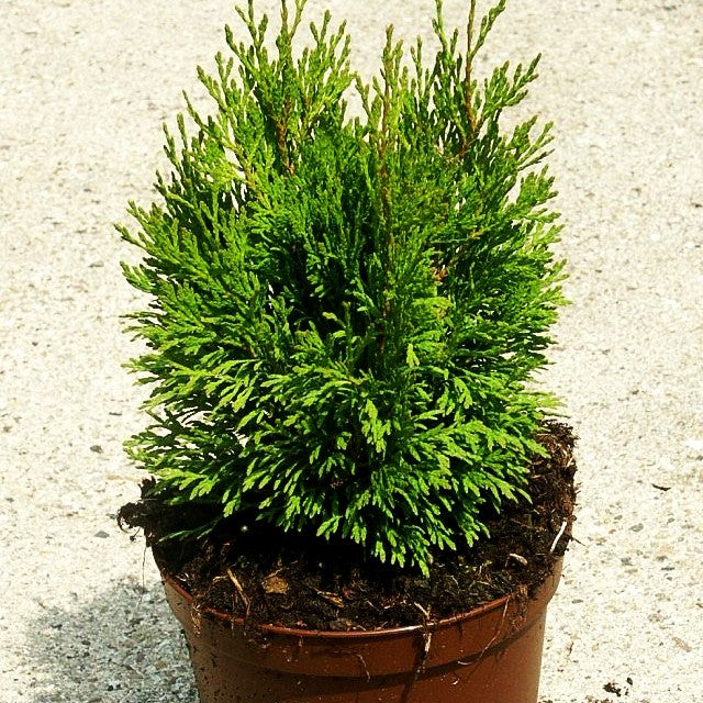 Zwerg-Lebensbaum 'Miky' (Thuja occidentalis)