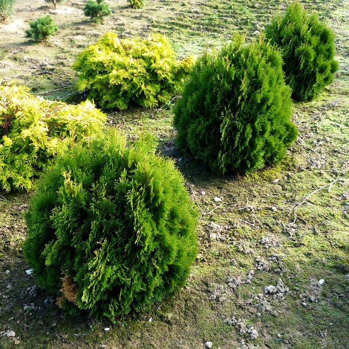Zwerg-Lebensbaum 'Miky' (Thuja occidentalis)