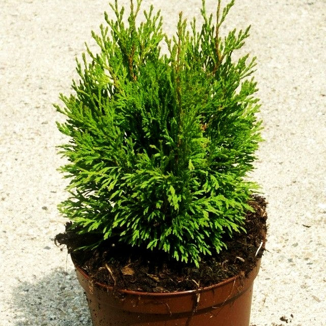 Zwerg-Lebensbaum 'Miky' (Thuja occidentalis)