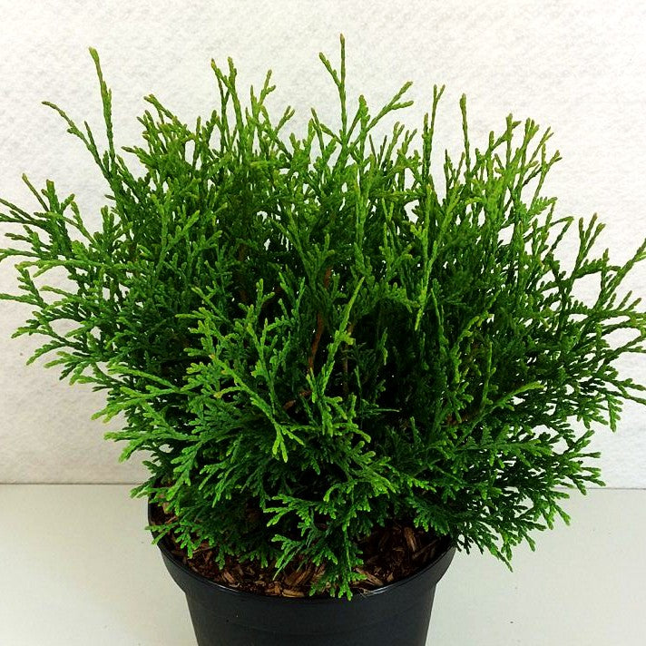 Zwerg-Lebensbaum 'Tiny Tim' (Thuja occidentalis)