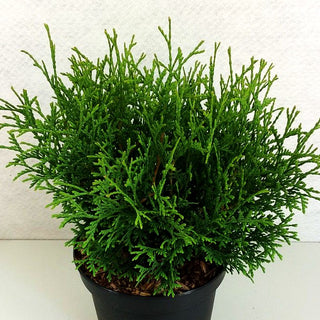 Zwerg-Lebensbaum 'Tiny Tim' (Thuja occidentalis)