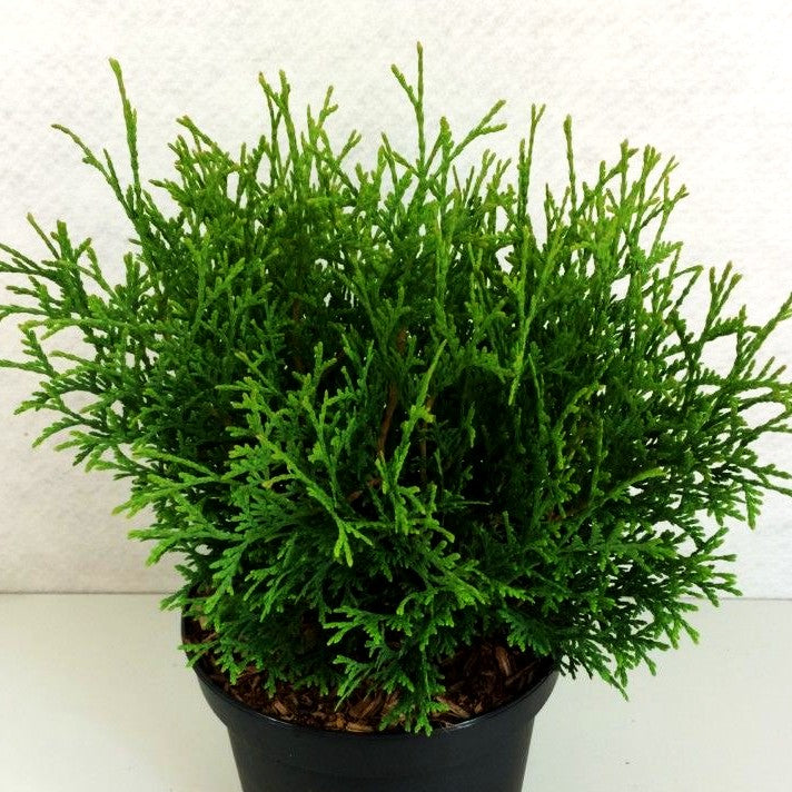 Zwerg-Lebensbaum 'Tiny Tim' (Thuja occidentalis)