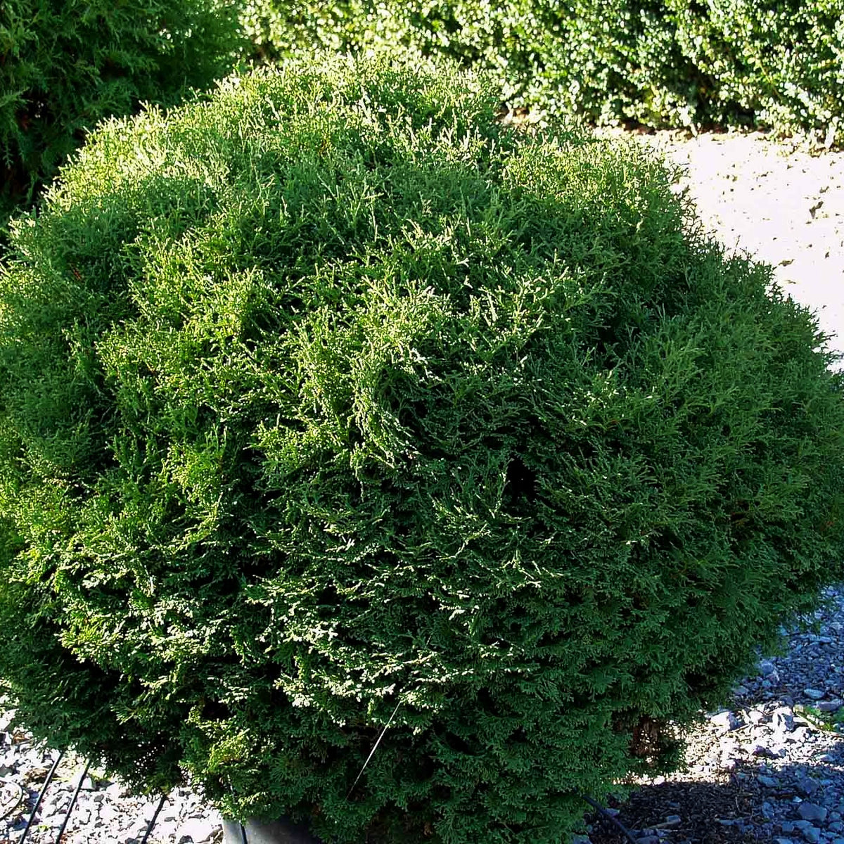 Zwerg-Lebensbaum 'Tiny Tim' (Thuja occidentalis)