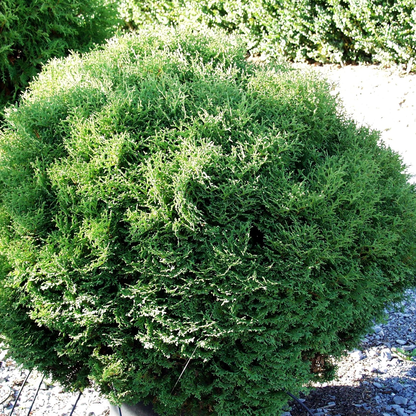 Zwerg-Lebensbaum 'Tiny Tim' (Thuja occidentalis)