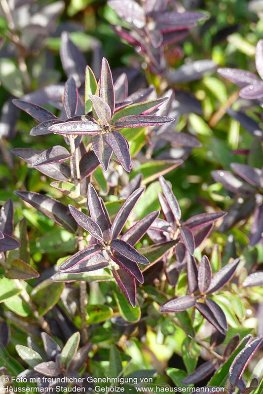 Zwerg-Liguster 'Lodense' (Ligustrum vulgare)