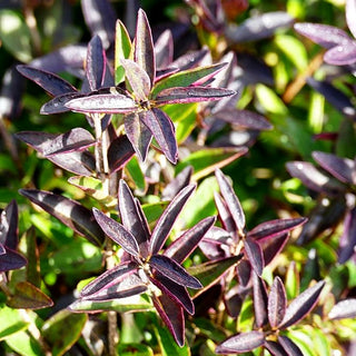 Zwerg-Liguster 'Lodense' (Ligustrum vulgare)