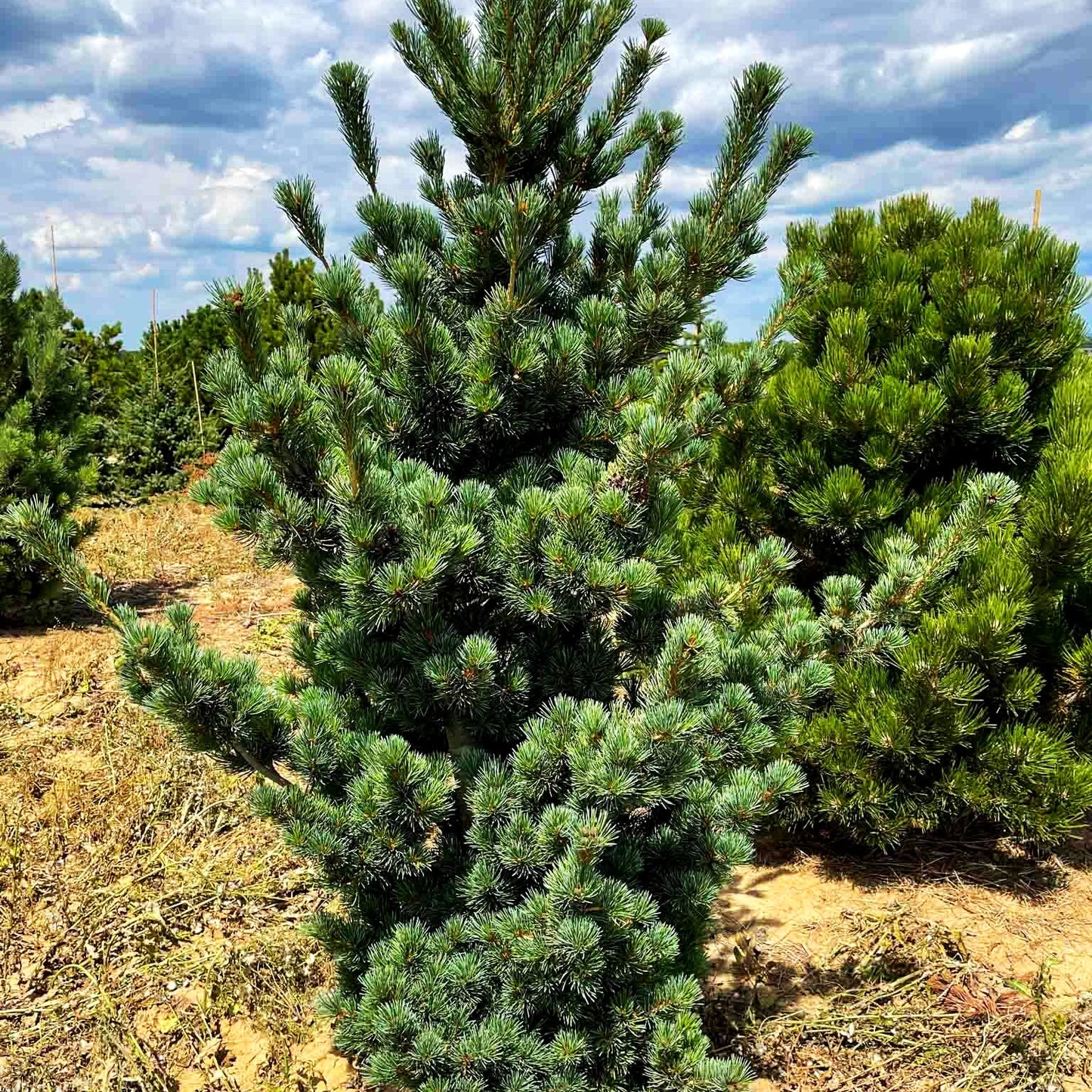 Zwerg-Mädchen-Kiefer 'Aoi' (Pinus parviflora)