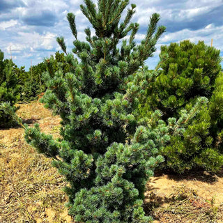 Zwerg-Mädchen-Kiefer 'Aoi' (Pinus parviflora)