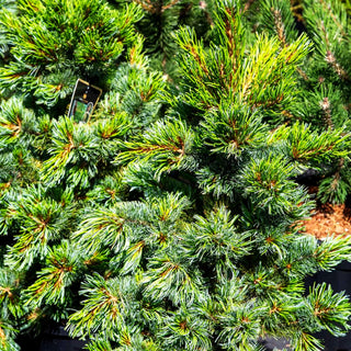 Zwerg-Mädchen-Kiefer 'Ara Kawa' (Pinus parviflora)