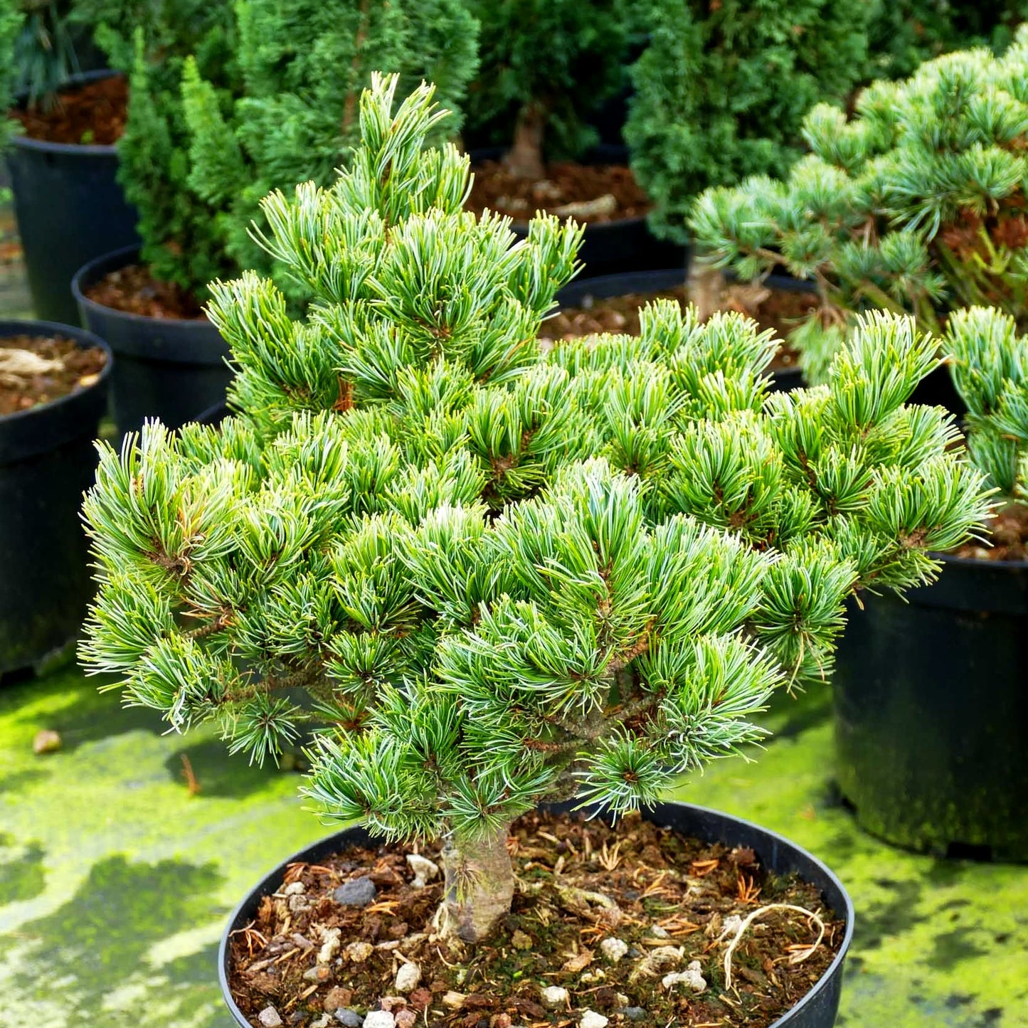 Zwerg-Mädchen-Kiefer 'Hagoromo' (Pinus parviflora)