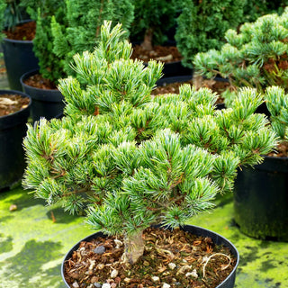 Zwerg-Mädchen-Kiefer 'Hagoromo' (Pinus parviflora)