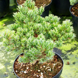 Zwerg-Mädchen-Kiefer 'Hagoromo' (Pinus parviflora)