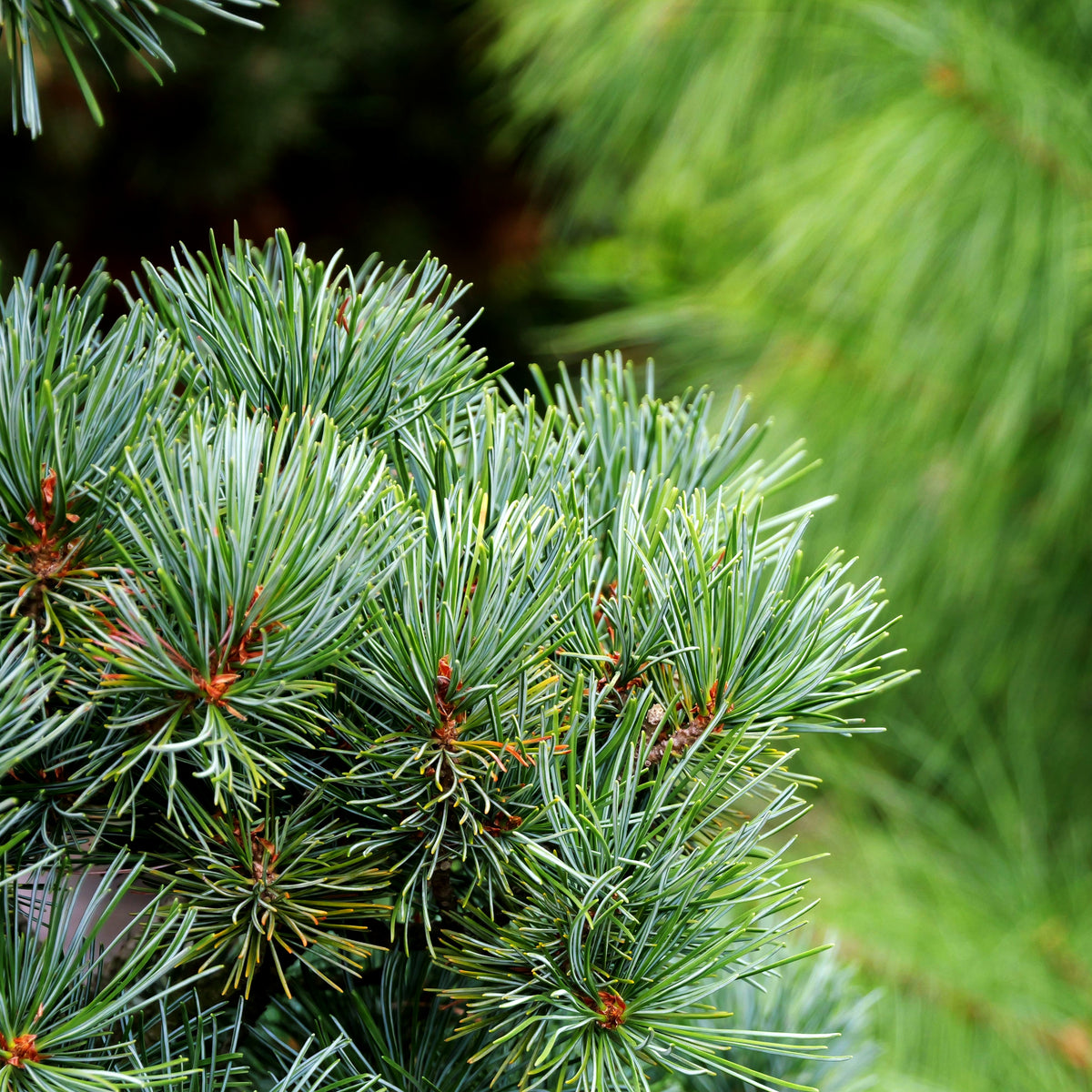 Zwerg-Mädchen-Kiefer 'Saphir' (Pinus parviflora)
