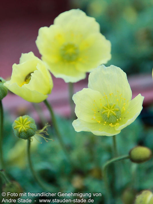 Zwerg-Mohn 'Pacino' (Papaver miyabeanum)