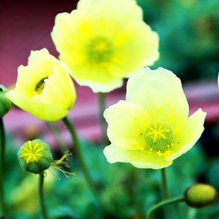 Zwerg-Mohn 'Pacino' (Papaver miyabeanum)
