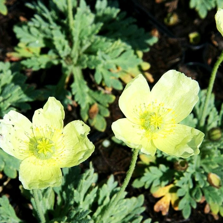 Zwerg-Mohn 'Pacino' (Papaver miyabeanum)