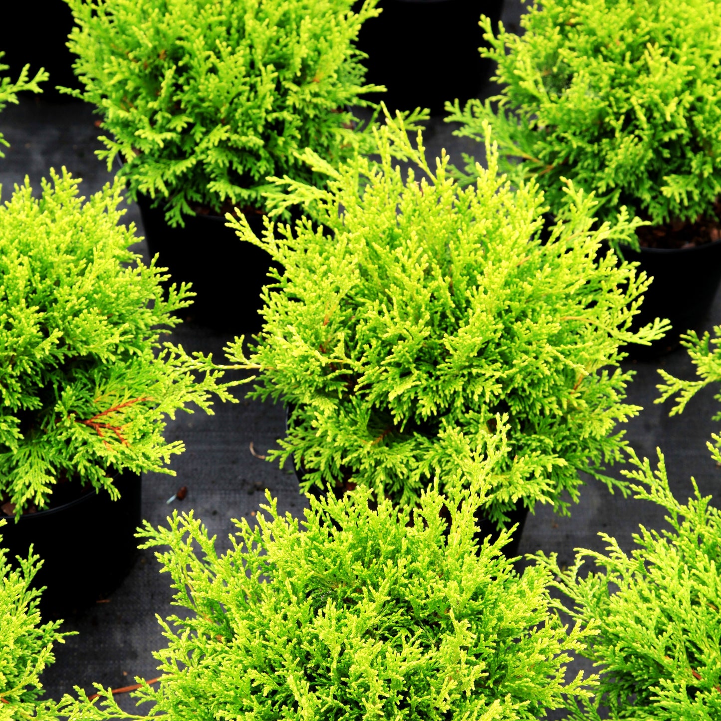 Zwerg-Moos-Scheinzypresse 'Filip's Happy Day' (Chamaecyparis pis.)