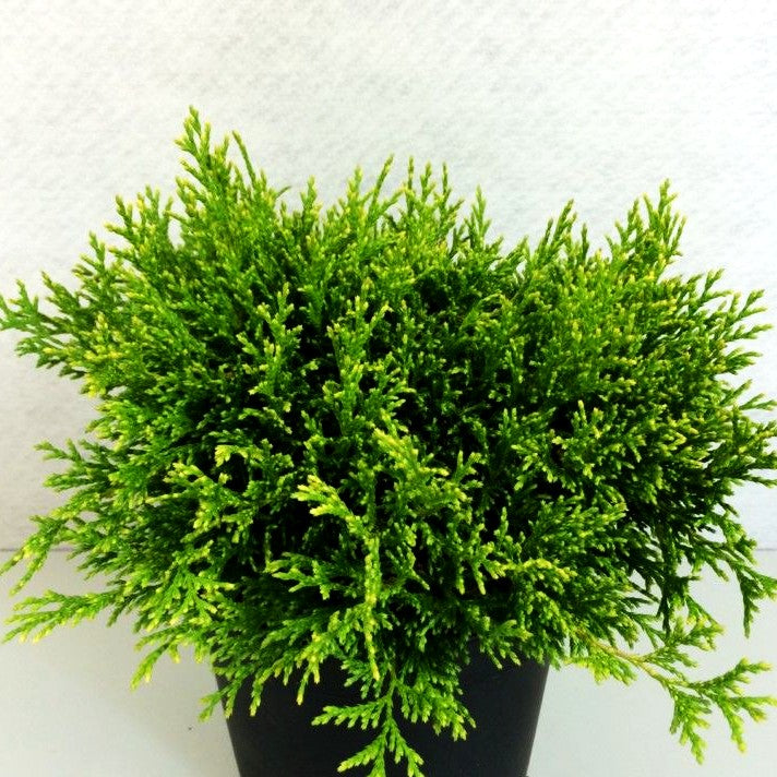 Zwerg-Moos-Scheinzypresse 'Filip's Happy Day' (Chamaecyparis pis.)