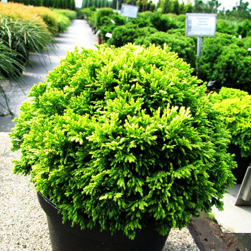 Zwerg-Moos-Scheinzypresse 'Nana Bergh's' (Chamaecyparis pis.)