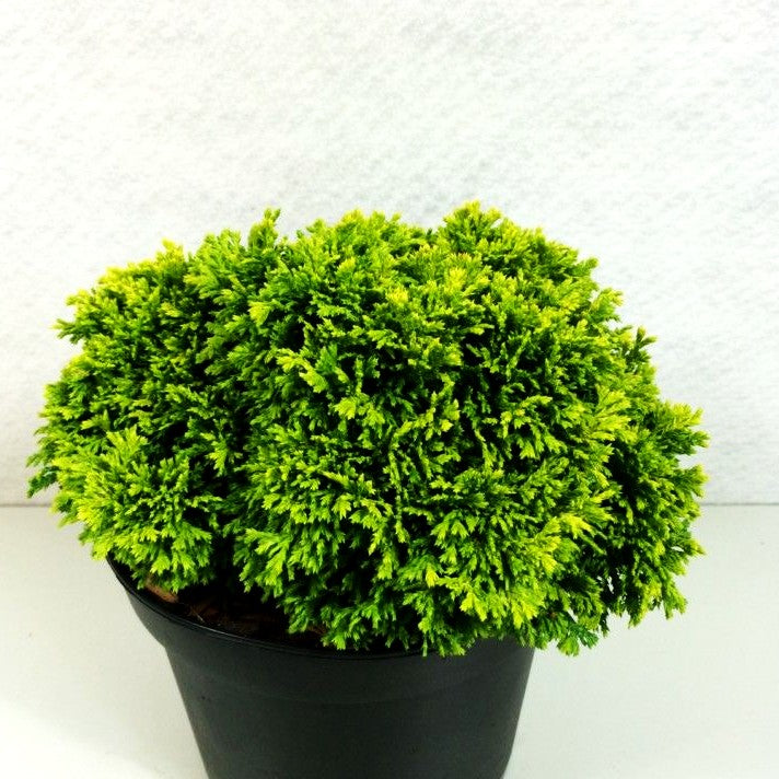 Zwerg-Moos-Scheinzypresse 'Nana Bergh's' (Chamaecyparis pis.)