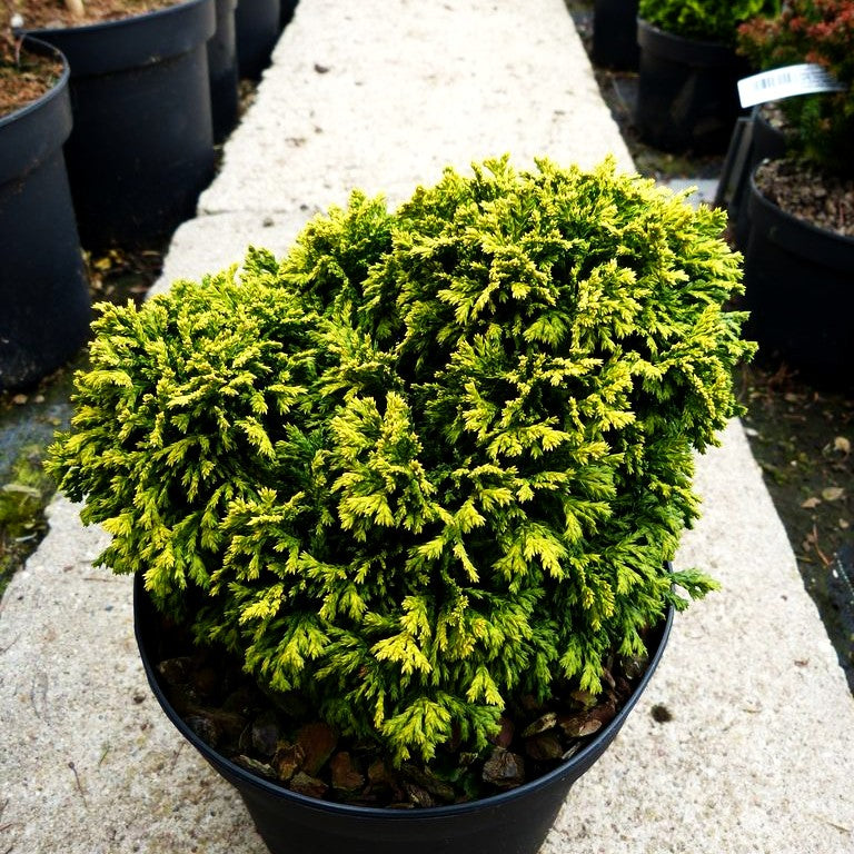 Zwerg-Moos-Scheinzypresse 'Nana Bergh's' (Chamaecyparis pis.)