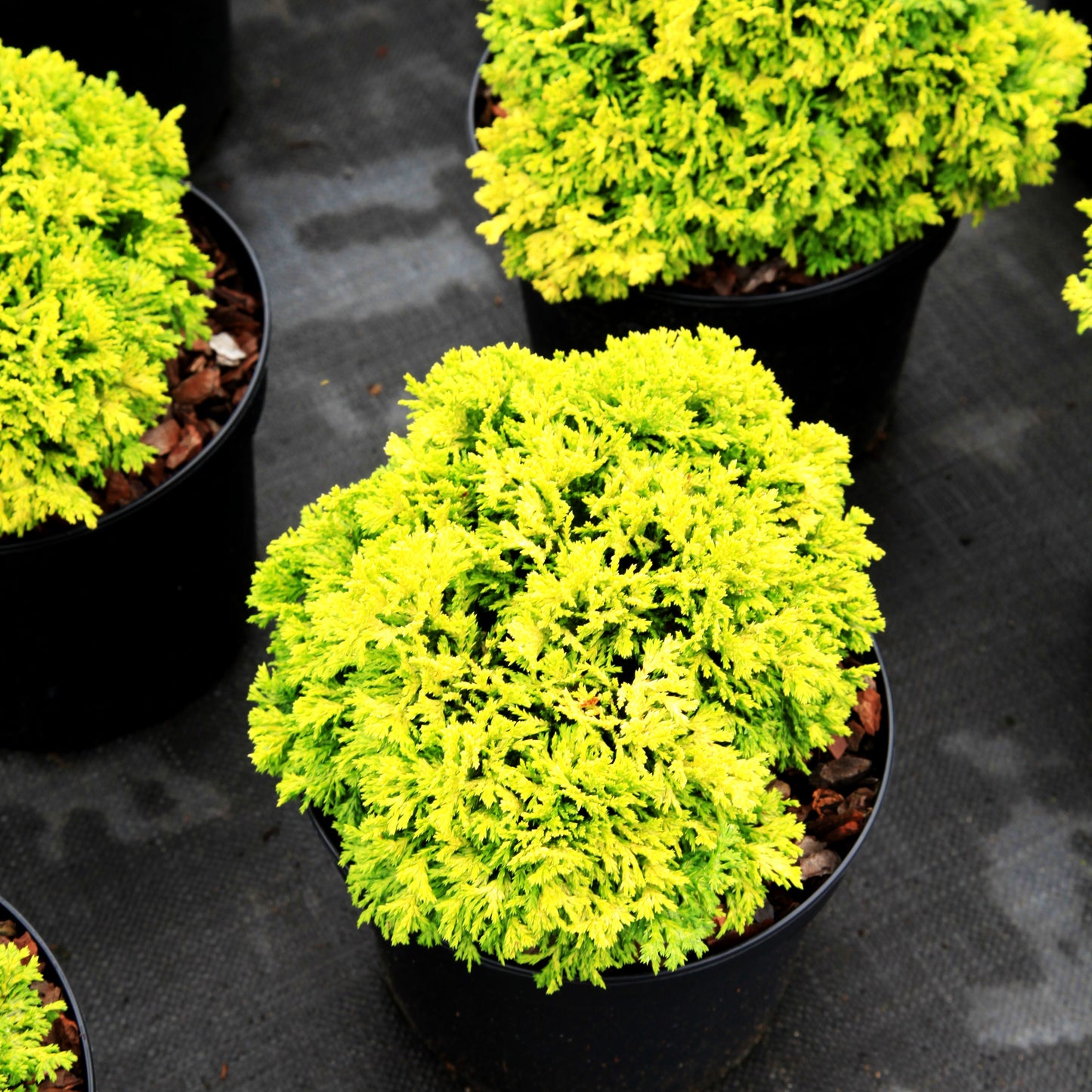 Zwerg-Moos-Scheinzypresse 'Nana Bergh's' (Chamaecyparis pis.)