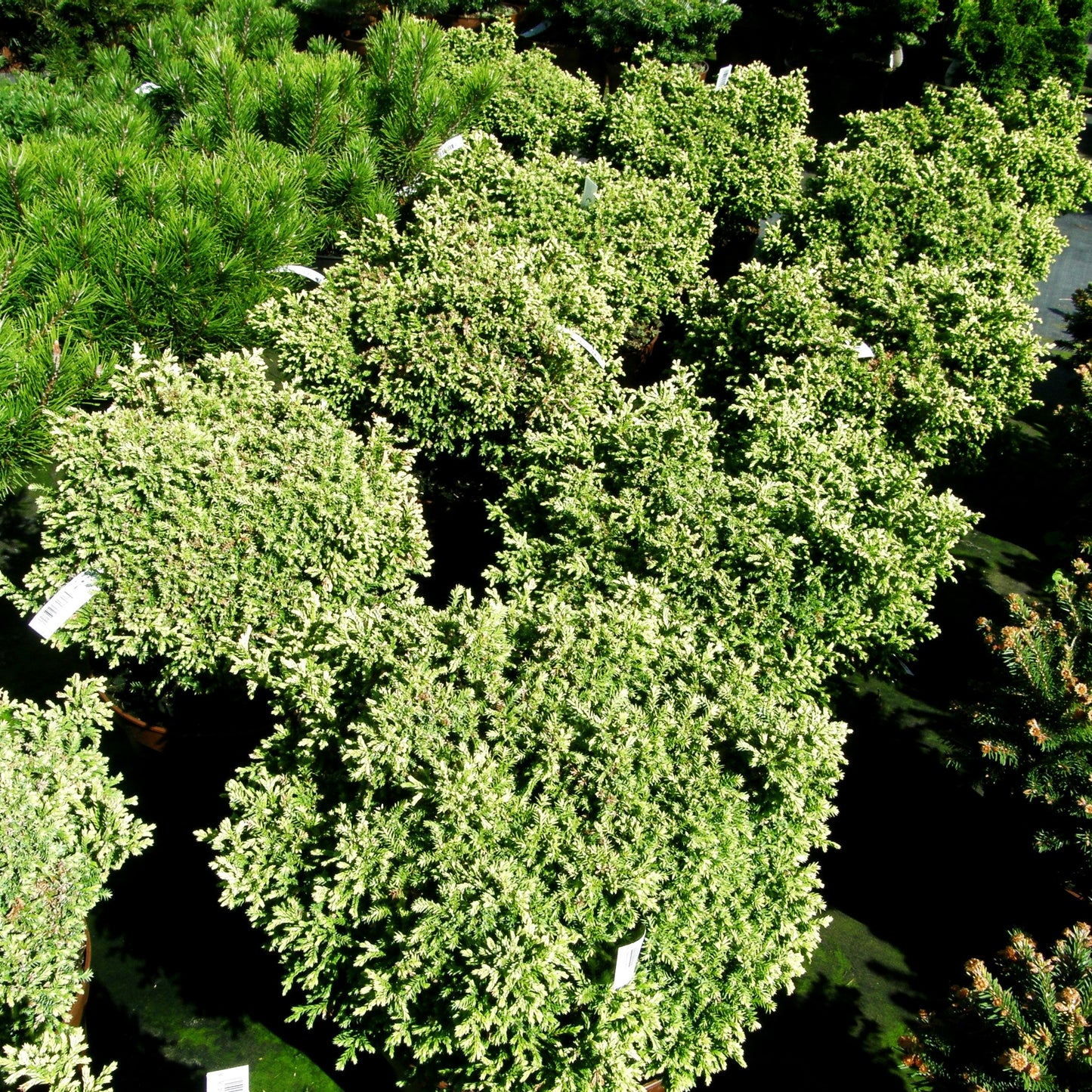Zwerg-Moos-Scheinzypresse 'Plumosa Aurea Compacta' (Chamaecyparis pis.)