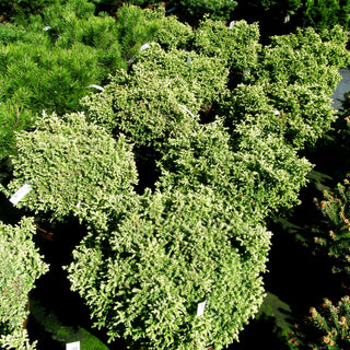 Zwerg-Moos-Scheinzypresse 'Plumosa Aurea Compacta' (Chamaecyparis pis.)