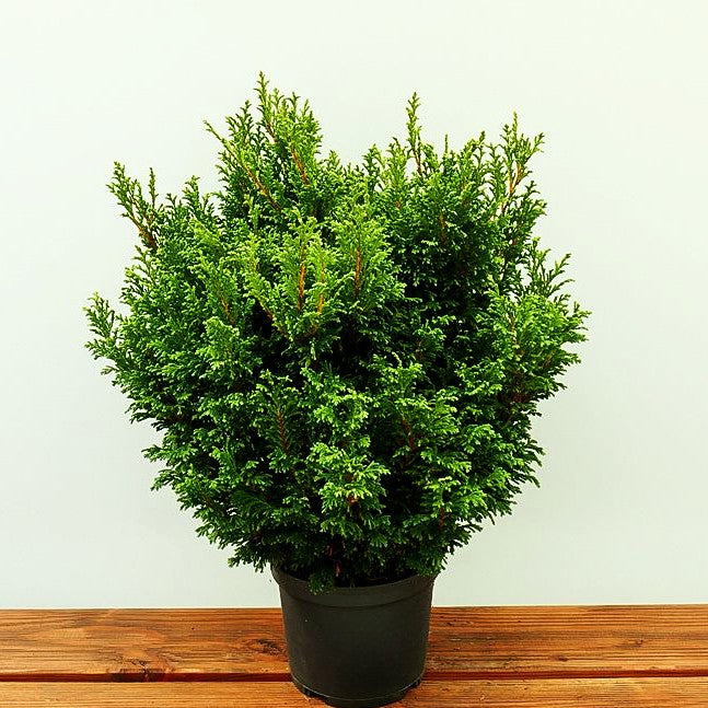 Zwerg-Moos-Scheinzypresse 'Plumosa Compressa' (Chamaecyparis pis.)