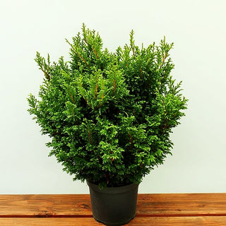 Zwerg-Moos-Scheinzypresse 'Plumosa Compressa' (Chamaecyparis pis.)