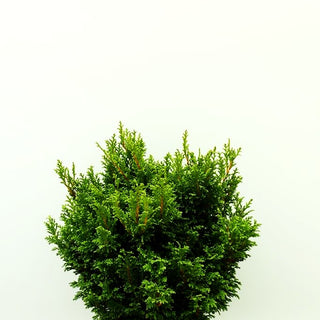 Zwerg-Moos-Scheinzypresse 'Plumosa Compressa' (Chamaecyparis pis.)