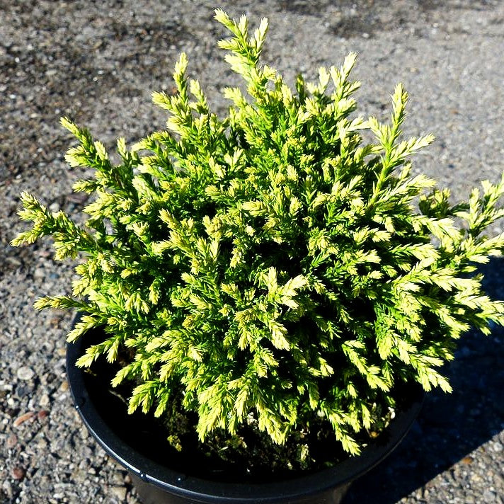 Zwerg-Moos-Scheinzypresse 'Plumosa Compressa' (Chamaecyparis pis.)
