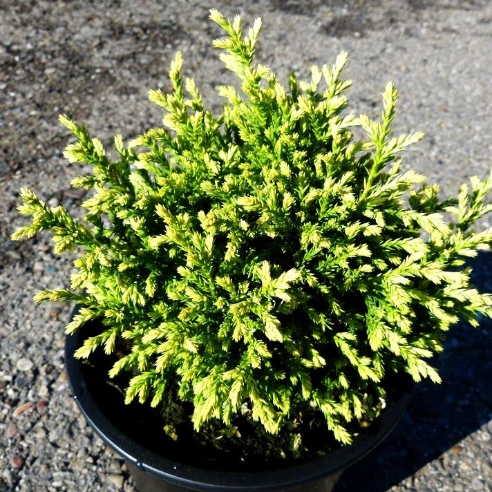 Zwerg-Moos-Scheinzypresse 'Plumosa Compressa' (Chamaecyparis pis.)
